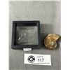 Image 1 : Nicely Polished 1.5" Ammonite Fossil Specimen. Retails $180.00