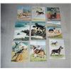 Image 1 : 9 Prints from National Geographic Magazine  Dogs