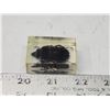 Image 1 : Real Mesotopus Tarnadus, in 2" resin block