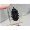 Image 2 : Real Mesotopus Tarnadus, in 2" resin block