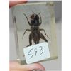 Image 2 : Real Japanese Borrowing cricket, in 2" resin block