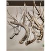 Image 2 : Deer sheds