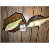 Image 3 : VINTAGE BILLY BASS & CARL CATFISH