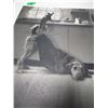 Image 2 : ESTATE:  CANVAS "DOG" PICTURE
