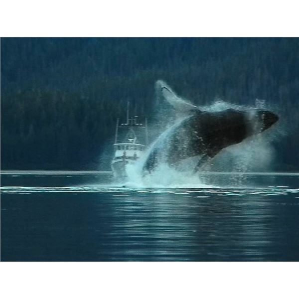 7 day/6 night Alaskan Cruise for Two with Adams Alaskan Safaris