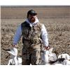 Image 2 : Nebraska Snow Goose Hunt