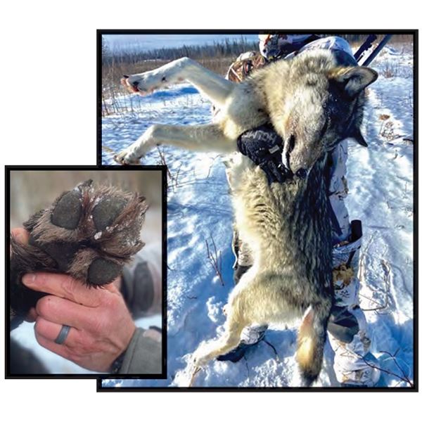 Alberta Wolf Hunt & Trapline Experience