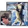 Image 1 : Alberta Wolf Hunt & Trapline Experience