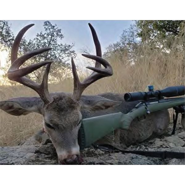 Coues Deer in Mexico