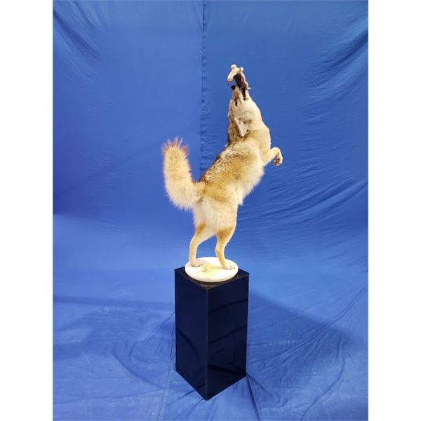 $1,000 Credit for Taxidermy Work