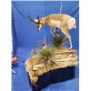 Image 2 : $1,000 Credit for Taxidermy Work
