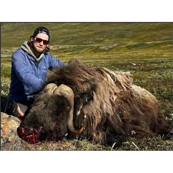 Spring Muskox in Greenland
