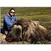 Image 1 : Spring Muskox in Greenland