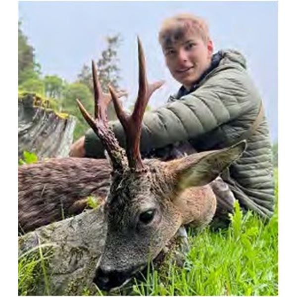 Scotland Spring Roebuck