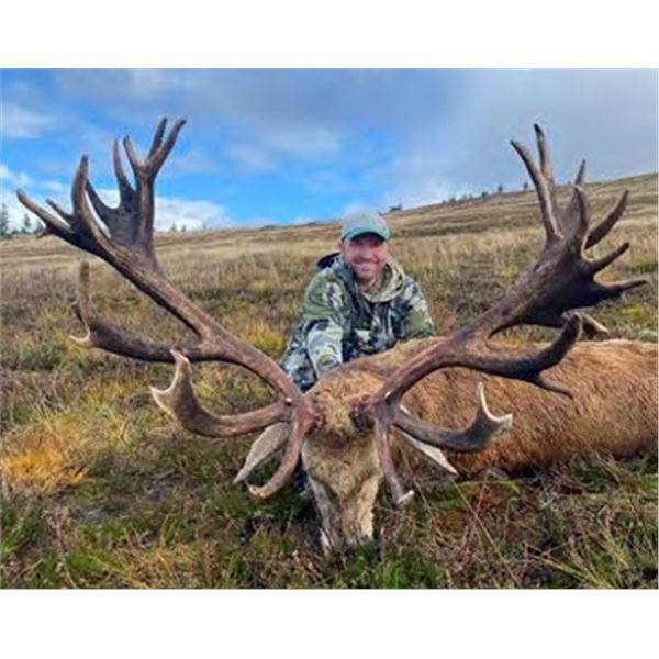 Red Stag in Scotland