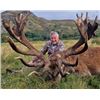 Image 2 : Red Stag in Scotland