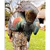 Image 1 : Ocellated Turkey Hunt in Mexico with Yukkutz Hunting