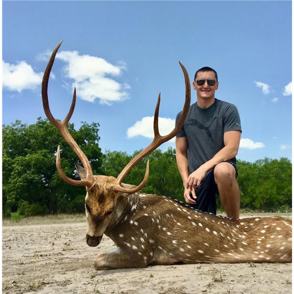 Texas Trophy Axis Buck Hunt for One Hunter and One Guest with Pope Brothers Guide Service and Ou