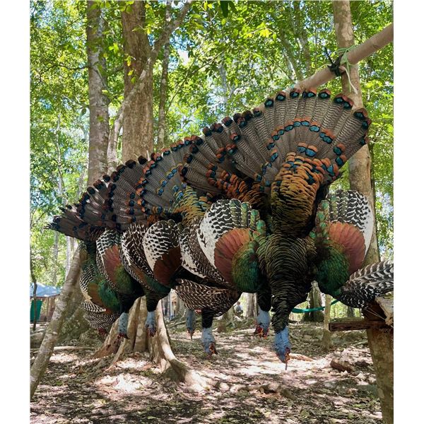 Ocellated Turkey Hunt for Two with Baja Hunting