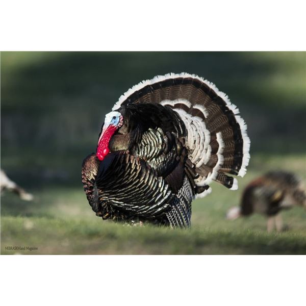 New Zealand Red Stag and Merriam’s Wild Turkey Hunt with Southern Hunting Adventures