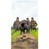 Image 2 : 25th Anniversary Call and Gould's Turkey Hunt Package with WoodHaven Custom Calls
