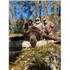 Image 1 : Fly-In Trophy Canadian Black Bear Hunt in Northern Ontario, Canada