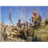 Image 2 : 2025 Utah Mt Dutton Bull Elk Conservation Permit - Hunters Choice of Season/Weapon
