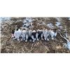Image 2 : 2-Day Colorado Spring Snow Goose Hunt for Four (4) Hunters