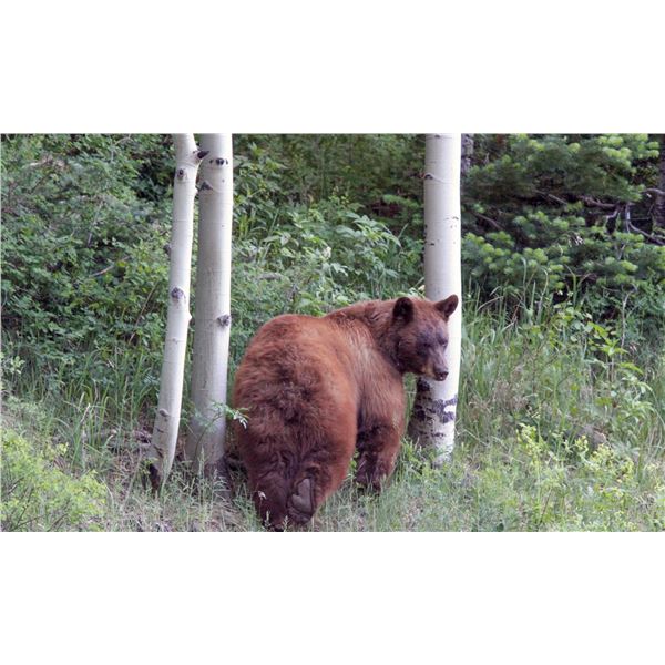2025 Beaver Black Bear Conservation Permit - Multi-Season