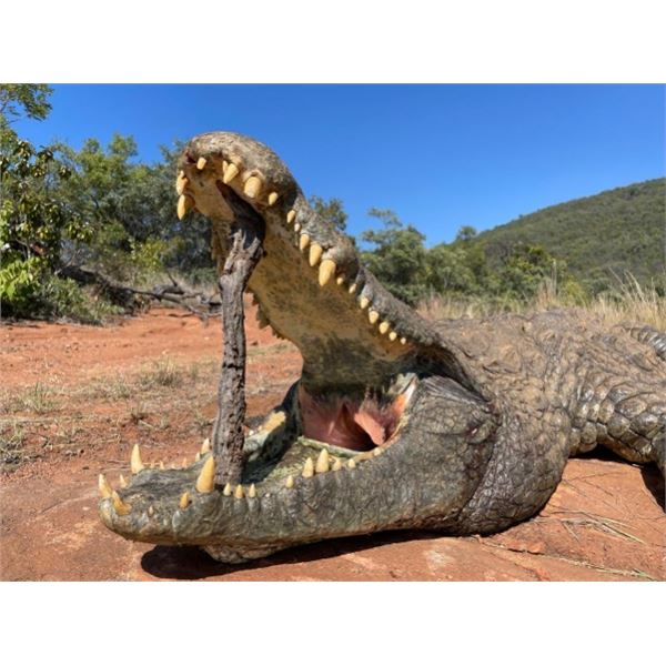 5 Day Crocodile Hunt in South Africa