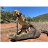 Image 1 : 5 Day Crocodile Hunt in South Africa