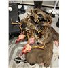 Image 9 : 5-Day DIY Sitka Blacktail, Guided Sea Duck with Saltwater Fishing for Four (4) Hunters