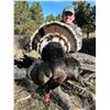 Image 1 : 3-Day Eastern Montana Turkey Hunt for Two (2) Hunters