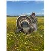 Image 2 : 2-Day California Turkey Hunt
