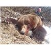 Image 2 : Alaska Spring Brown Bear/Black Bear Combo Hunt for 2