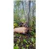 Image 2 : 7-Day Canada Rocky Mtn Elk or Canadian Moose Hunt for One (1) Hunter
