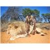 Image 1 : 9-Day Male Lion Hunt for One (1) Hunter