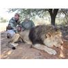 Image 2 : 9-Day Male Lion Hunt for One (1) Hunter