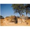 Image 3 : 9-Day Male Lion Hunt for One (1) Hunter