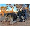 Image 4 : 9-Day Male Lion Hunt for One (1) Hunter