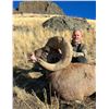Image 2 : Antelope Island Sheep Conservation Permit