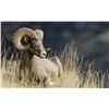 Image 4 : Antelope Island Sheep Conservation Permit