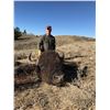 Image 2 : 2025 Wyoming Governo's Bison License