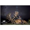 Image 2 : 5-Day Red Stag Hunt for One (1) Hunter & One (1) Non-Hunter in beautiful Kaikoura, New Zealand