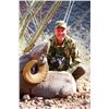 Image 2 : Mexico Desert Bighorn Sheep Hunt Tiburon Island for 1