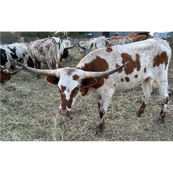 Meadow Green Whimsical