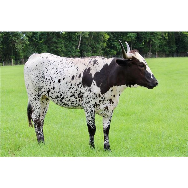 SCRATCH - STC ACE IN THE HOLE