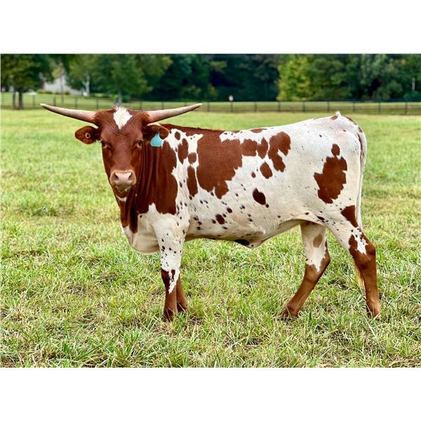 Night At The Roxy JPL