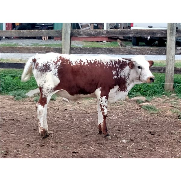 Sunhaven Smokin Pina