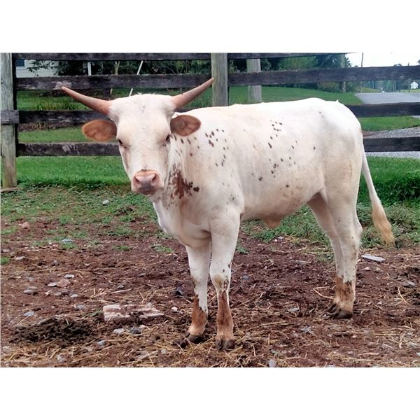 Sunhaven Tuff Spirit